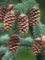 picea-glauca-05.thumb