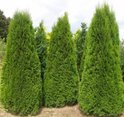 Thuja_occidentalis_S